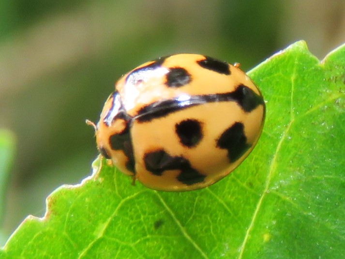 lady bug