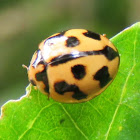 lady bug