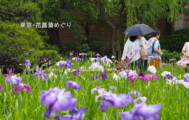 堀切菖蒲園の花菖蒲