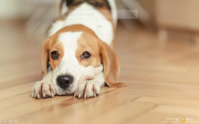 Fonds d&#39;écran Beagle Nouvel onglet