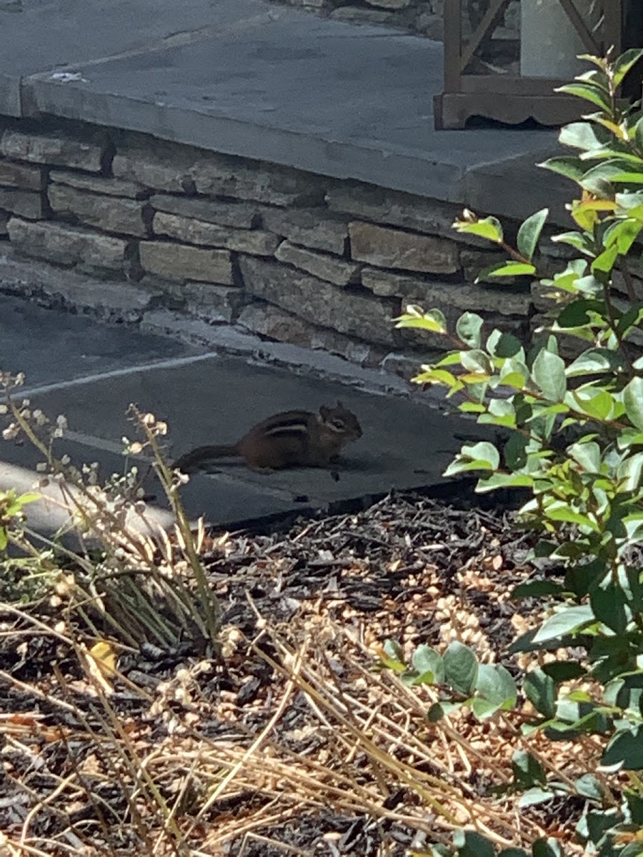 eastern chipmunk