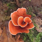 Bracket Fungus