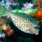 Shortnose boxfish