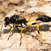 Mud-dauber Wasp