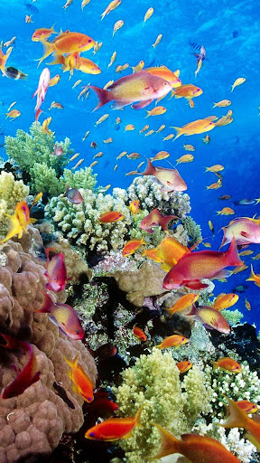 Aquarium Live Wallpaper