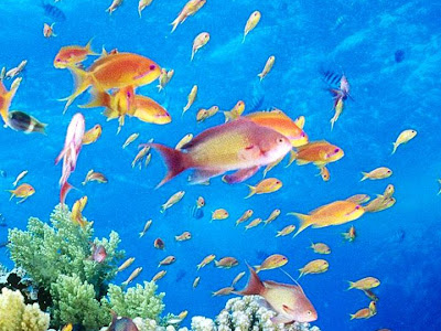 [無料ダウンロード！ √] 水族館 壁紙 高画質 336265-水族館 壁紙 高画質