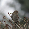 Pine Siskin