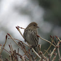 Pine Siskin