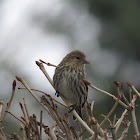 Pine Siskin