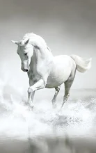 Horses Live Wallpaper Apps On Google Play Images, Photos, Reviews