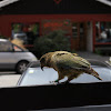 New Zealand Kea