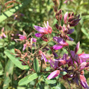 Showy Tick Trefoil