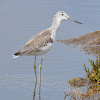 Common Greenshank