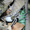 Wolf Spider