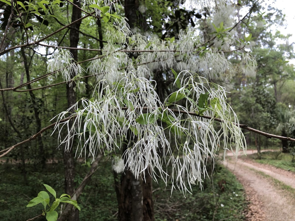 Fringe Tree