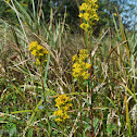 Bog Goldenrod