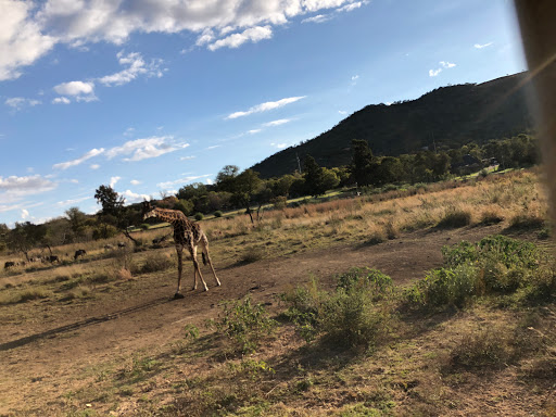 New & Improved Lions Park South Africa 2018