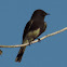 Black Phoebe