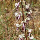 Balkan Lizard Orchid
