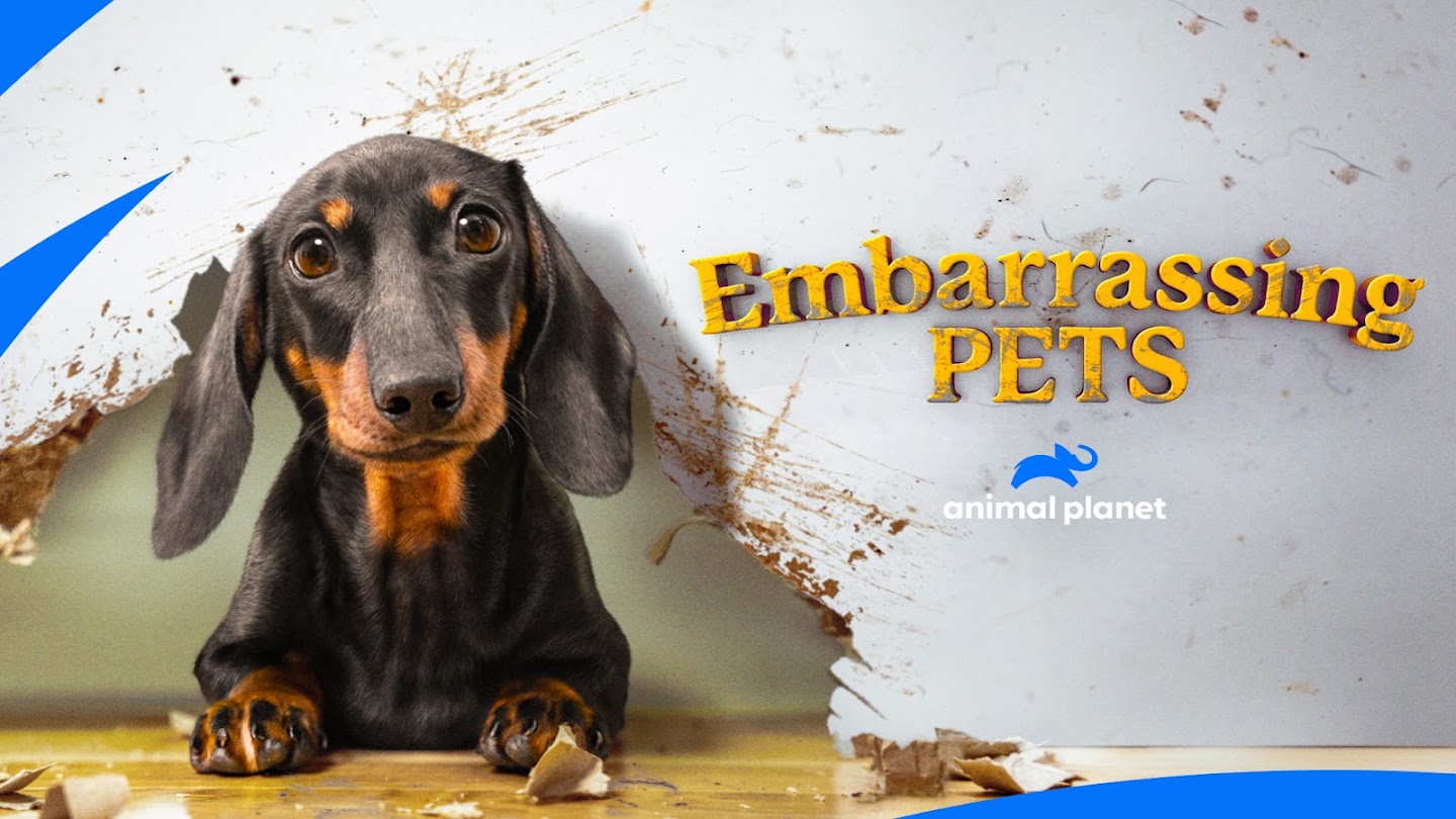 Watch Embarrassing Pets live