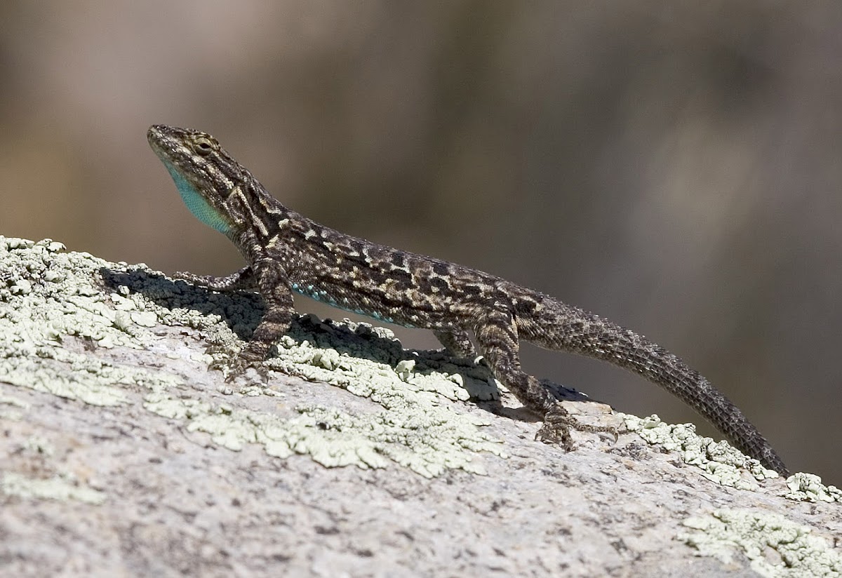 Ornate Tree Lizard