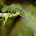 Tree Cricket Nymph