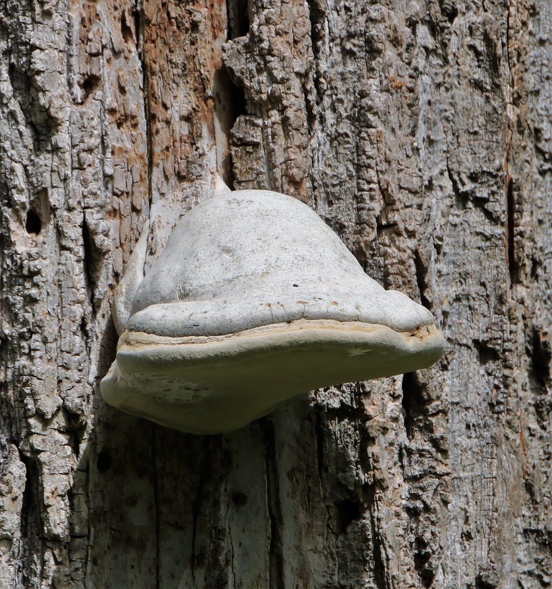 Tinder Fungus