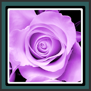 Live Wallpapers - Purple Rose 1.5 Icon