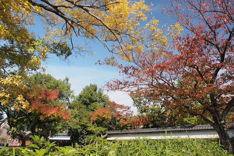S1 スポーツバックの紅葉狩り🍁🍂・奈良公園に関するカスタム事例の投稿画像1枚目