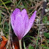 Autumn Crocus