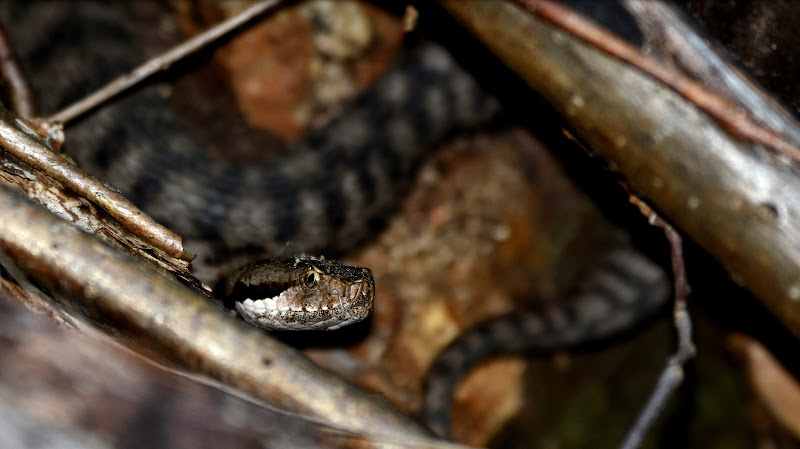 Il serpente biblico. di gigidueelle