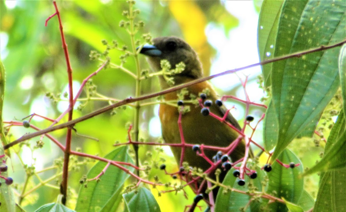 Passerrinis Tanager