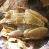 Wood Frog