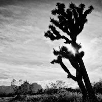 The Joshua Tree di 