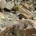 White-capped Water Redstart