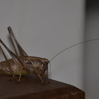 Cricket