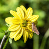 Ocola Skipper