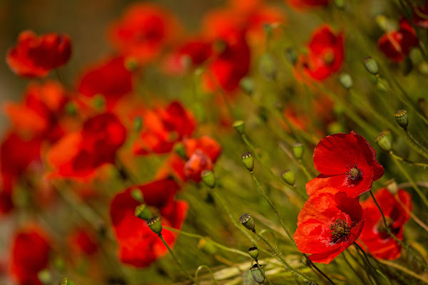 Red passion di LucaMonego