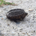 Common Snapping Turtle (Baby)