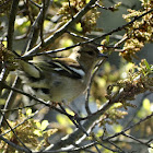 Chaffinch