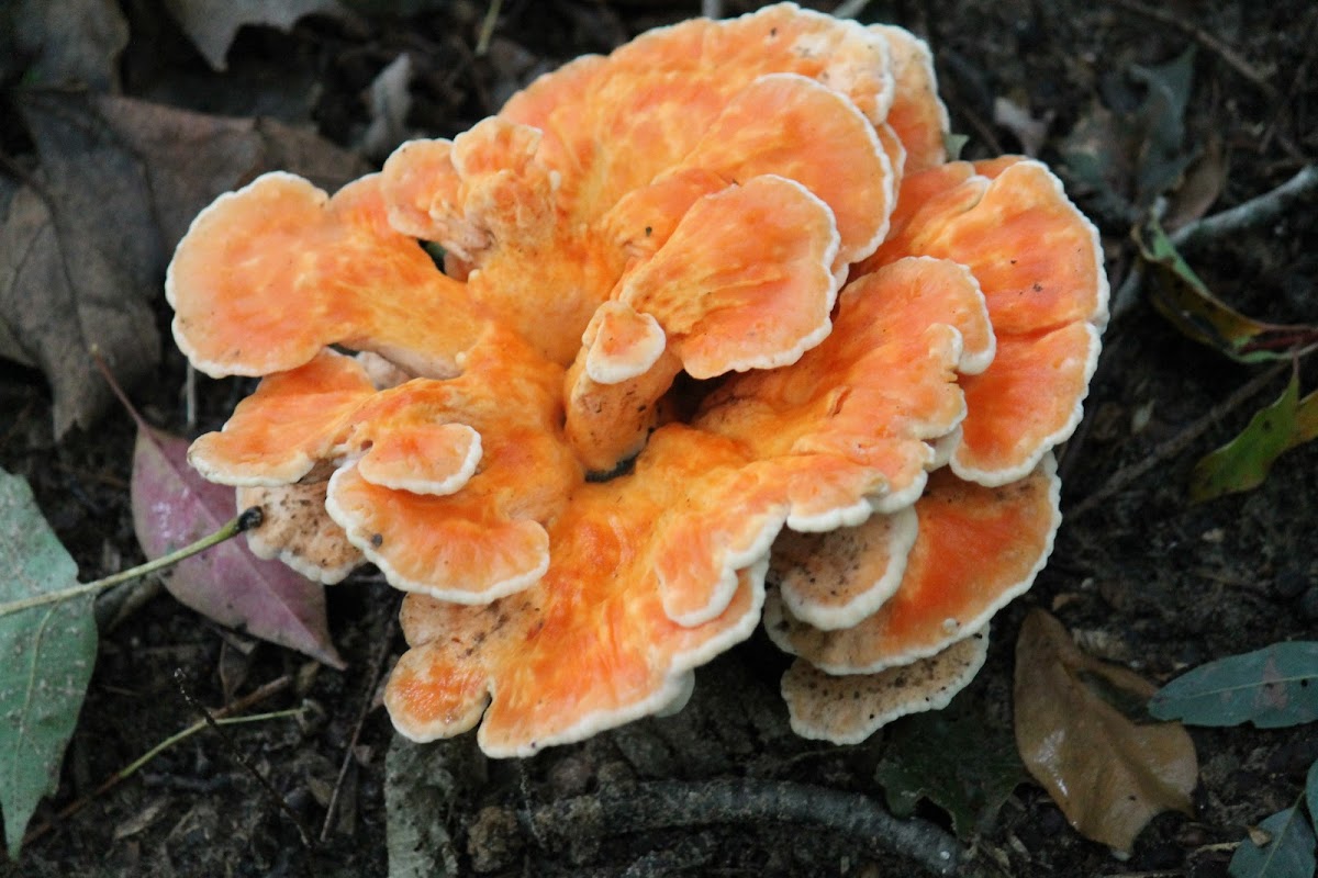 chicken of the woods