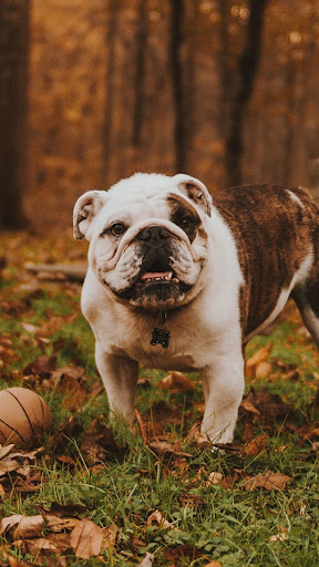 Bulldog Wallpapers  HD  4k Backgrounds