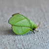 Rose-myrtle Lappet Moth ( निशाचर पुतली )