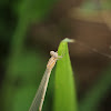 Pseudagrion p. declaratum