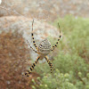 Banded Garden Spider