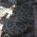 Mojave Green Rattlesnake