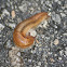 Unknown Slug