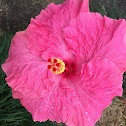 Hibiscus