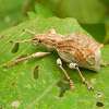 Weevil