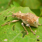 Weevil